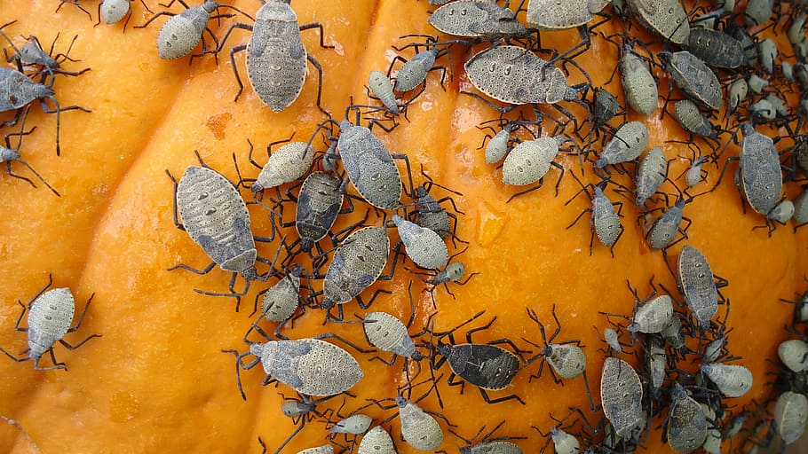 carbassa, escarabat, error, Halloween, insecte, marró, feliç, festa, bruixeria, animal, horror, divertit, tardor, colorit, taronja, diversió, naturalesa, caure, parc, temporada, felicitat, color, a l'aire lliure, jardí, groc, part de la planta, full, fulles, cap gent, dia, sec, marc complet, canvi, funció de construcció de parets, color taronja, fons, primer pla, vista d’angle alt, patró, caient, arquitectura, 4K