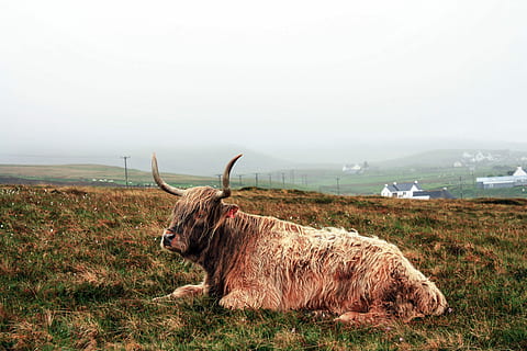 marrón, yak, propenso, acostado, hierba, tiempo de día, vaca, ganado, animal, agricultura, escena rural, naturaleza, con cuernos, granja, pasto, mamífero, ganado doméstico, prado, al aire libre, campo, un animal, animales en la naturaleza, temas de animales, día, fauna animal, cielo, tierra, ambiente, animales domesticos, planta, paisaje, vertebrado, nadie, herbívoro, 4K, CC0, dominio público, libre de derechos