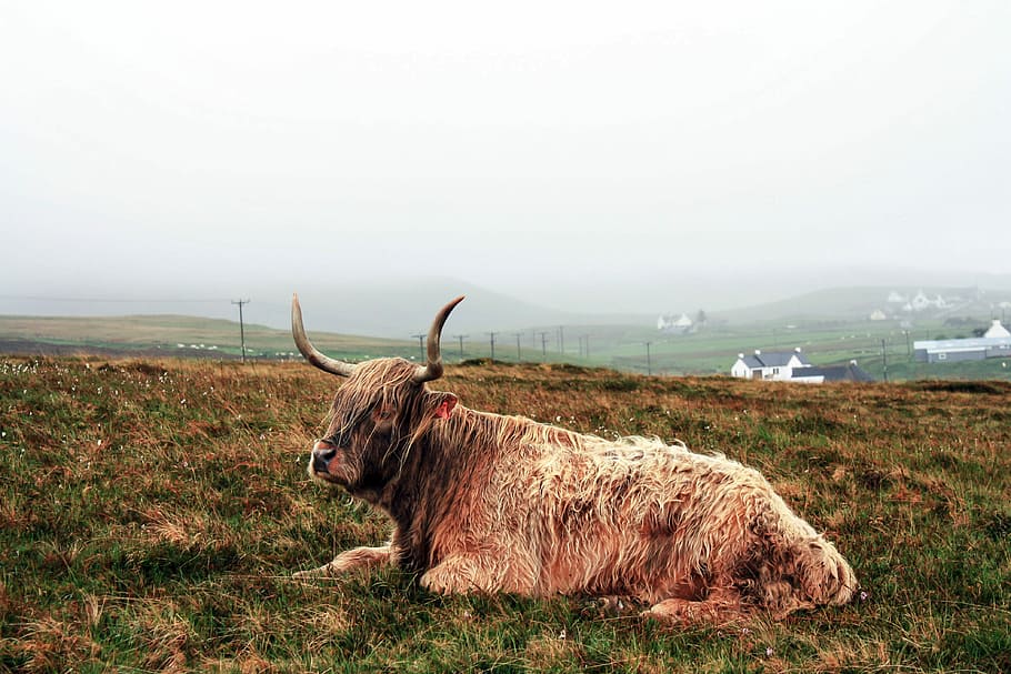 marró, iac, Propens, estirat, herba, durant el dia, vaca, ramat, animal, agricultura, escena rural, naturalesa, cornut, granja, bestiar, pastures, mamífer, pasturatge, bestiar domèstic, prat, a l'aire lliure, camp, un animal, animals a la natura, temes d'animals, dia, fauna animal, cel, terra, medi ambient, animals domèstics, planta, paisatge, vertebrats, cap gent, herbívors, 4K