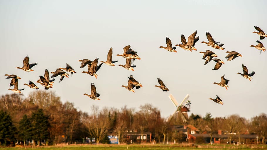 fotografia naturalistica, uccelli neri e marroni, volante, volo di uccelli, uccello, gregge, cielo, Ali, grande gruppo di animali, animali allo stato selvatico, fauna selvatica, animale, temi animali, vertebrato, gruppo di animali, Stormo di uccelli, natura, mezz'aria, nessuno, movimento, giorno, ali spiegate, parte del corpo animale, in movimento, Inquadratura dal basso, sbattimento, 2K
