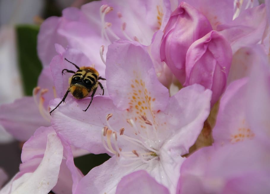 børste, bille, insekt, tæt, børstebille, have, blomst, lyserød, blomstre, flor, et dyr, skrøbelighed, kronblad, bi, blomstrende plante, hvirvelløse, skønhed i naturen, dyre temaer, dyr, dyr i naturen, plante, friskhed, sårbarhed, tæt på, vækst, dyreliv, blomsterhoved, lyserød farve, ingen mennesker, bestøvning, pollen, forår, udendørs, 4K
