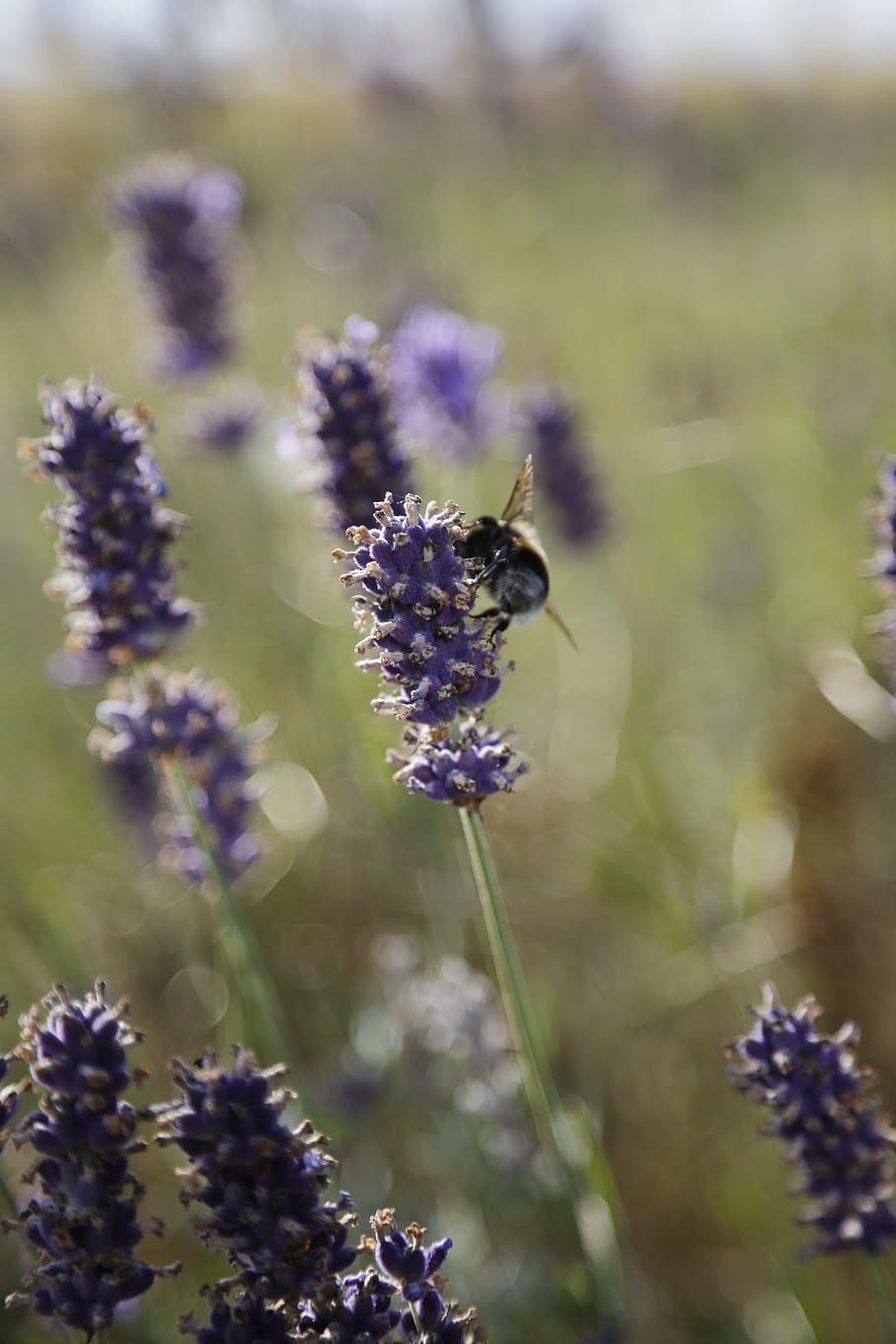 espígol, Abellot, estiu, insecte, flor, naturalesa, mel, planta, flora, pol·len, error, bellesa, florir, jardí, violeta, ala, nèctar, bonic, a l'aire lliure, planta amb flors, invertebrat, animals a la natura, fragilitat, temes d'animals, un animal, vulnerabilitat, animal, fauna animal, creixement, frescor, bellesa a la natura, abella, cap de flor, porpra, primer pla, polinització, cap gent, 5K
