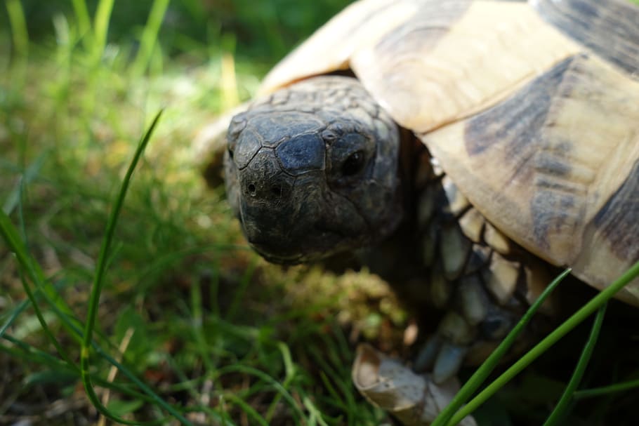 skildpadde, græs, have, portræt, eng, panzer, krybdyr, kæledyr, dyr, natur, langsomt, sommer, ansigt, tæt, atmosfære, gammel, mos, dyre temaer, dyreliv, et dyr, skal, dyreskal, dyr i naturen, skildpadde skal, hvirveldyr, tæt på, plante, ingen mennesker, jord, dag, dyr kropsdel, udendørs, dyr hoved, marine, 5K