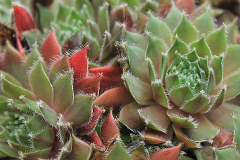 micro, fotografia, succulento, pianta, macrofotografia, verde e rosso, piante, colpo di macro, piante succulente, natura, cactus, avvicinamento, pianta succulenta, colore verde, spina, foglia, freschezza, crescita, botanica, deserto, macro, frutta, cibo, nessuno, bellezza nella natura, fotogramma intero, sfondi, giorno, spillo, modello naturale, messa a fuoco selettiva, acuto, fragilità, all'aperto, testa di fiore, spinoso, 4K, CC0, dominio pubblico, privo di copyright