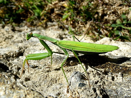 Modliszka, mantodea, blisko, tematy zwierzęce, zwierzęta na wolności, jedno zwierzę, zwierzęca przyroda, zwierzę, owad, zielony kolor, bezkręgowy, Natura, zbliżenie, konik polny, dzień, skupić się na pierwszym planie, światło słoneczne, rock - obiekt, żadnych ludzi, skała, część ciała zwierzęcia, solidny, na dworze, 4K, CC0, domena publiczna, darmowe zdjęcia