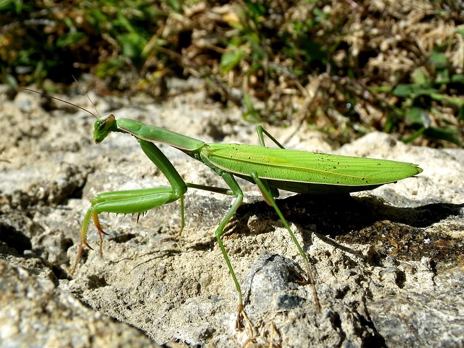 Mantis religiosa, mantodea, tancar, temes d'animals, animals a la natura, un animal, fauna animal, animal, insecte, color verd, invertebrat, naturalesa, primer pla, Llagosta, dia, centrar-se en primer pla, llum solar, rock - object, cap gent, rock, part del cos dels animals, sòlid, a l'aire lliure, 4K