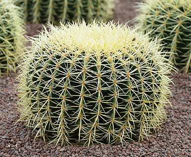 cactus, grande, spinoso, appuntito, deserto, pianta succulenta, natura, spina, pianta, crescita, botanica, clima arido, spillo, cactus di botte, acuto, avvicinamento, bellezza nella natura, nessuno, campo, concentrarsi sulle conoscenze acquisite, terra, giorno, colore verde, modello naturale, all'aperto, cartello, clima, ago - parte vegetale, 4K, CC0, dominio pubblico, privo di copyright
