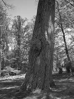 Eiche, Baum, schwarz, Weiß, Natur, Wald, immer noch, Leben, Pflanze, Kofferraum, Baumstamm, Land, Wachstum, Ruhe, Tag, Schönheit in der Natur, keine Leute, draußen, ruhige Szene, Landschaft, Feld, Umgebung, Szenen - Natur, Nicht-städtische Szene, 2K, CC0, gemeinfrei, lizenzfrei