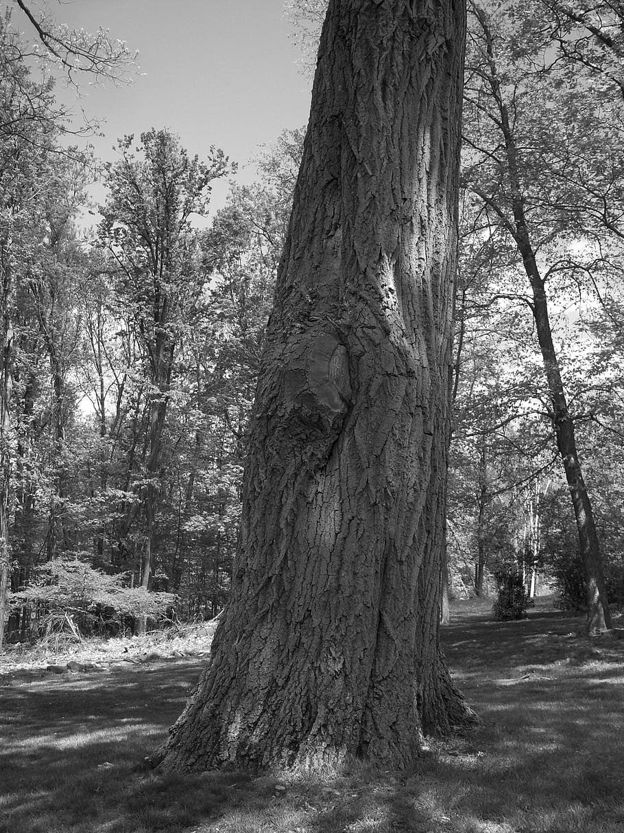 Eiche, Baum, schwarz, Weiß, Natur, Wald, immer noch, Leben, Pflanze, Kofferraum, Baumstamm, Land, Wachstum, Ruhe, Tag, Schönheit in der Natur, keine Leute, draußen, ruhige Szene, Landschaft, Feld, Umgebung, Szenen - Natur, Nicht-städtische Szene, 2K