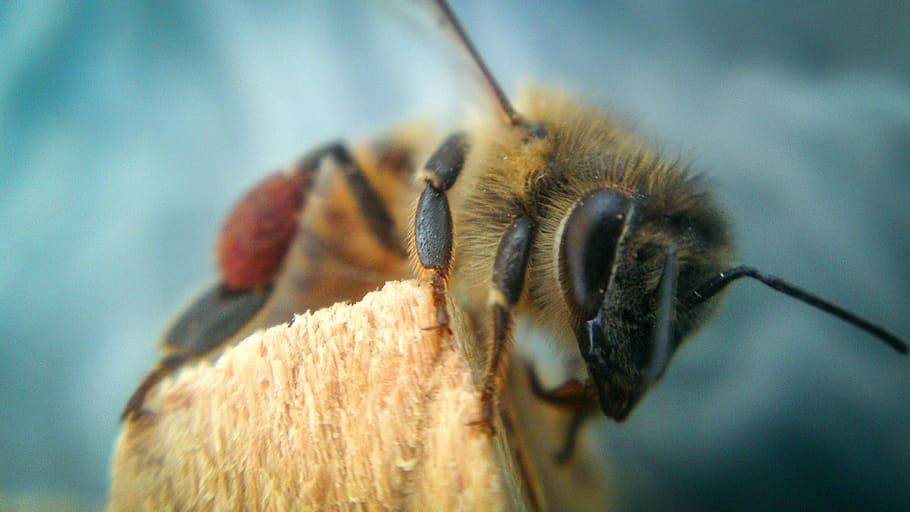 bi, dyr, flyve, et dyr, dyre temaer, insekt, hvirvelløse, tæt på, dyr kropsdel, makro, dyreliv, ekstrem nærbillede, dyr i naturen, dyr øje, ingen mennesker, fokus på forgrunden, dyr antenne, øje, natur, forstørrelse, selektiv fokusering, skønhed i naturen, dyr hoved, dyr ben, 4K
