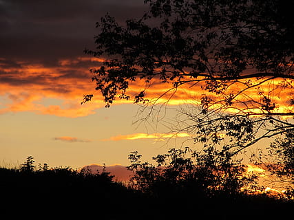 posta de sol, núvols, impressionant, cel, a l'aire lliure, escènic, tranquil, estratosfera, atmosfera, temps, meteorologia, cloudscape, vista, medi ambient, naturalesa, silueta, arbre, animals a la natura, planta, bellesa a la natura, tranquil·litat, núvol - cel, escena tranquil·la, color taronja, escenics - natura, creixement, cap gent, idíl·lic, branca, escena no urbana, cel dramàtic, vista d’angle baix, vespre, cel romàntic, 1080P, CC0, domini públic, lliure de regalies