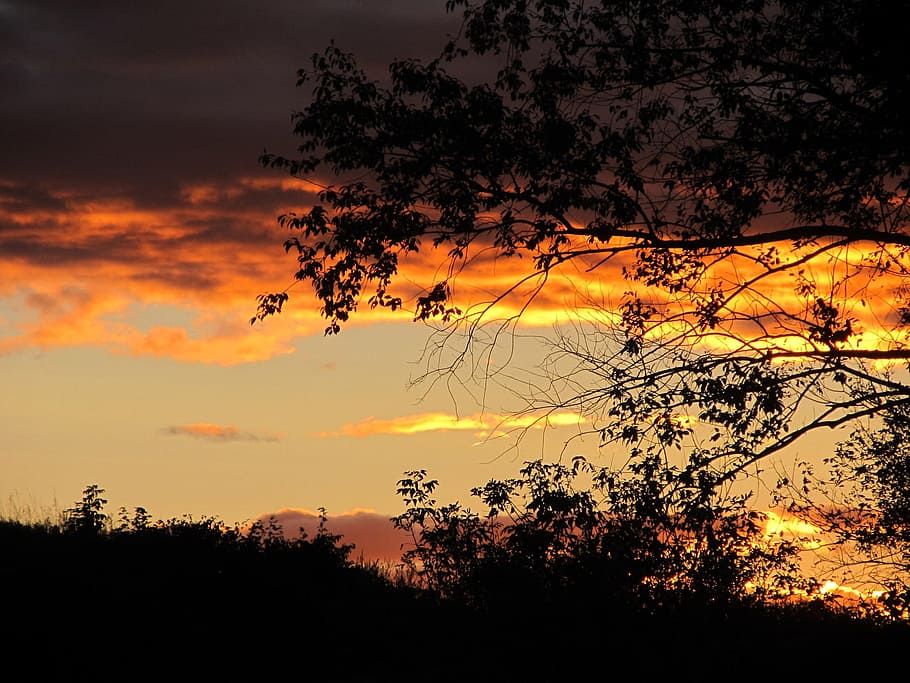 posta de sol, núvols, impressionant, cel, a l'aire lliure, escènic, tranquil, estratosfera, atmosfera, temps, meteorologia, cloudscape, vista, medi ambient, naturalesa, silueta, arbre, animals a la natura, planta, bellesa a la natura, tranquil·litat, núvol - cel, escena tranquil·la, color taronja, escenics - natura, creixement, cap gent, idíl·lic, branca, escena no urbana, cel dramàtic, vista d’angle baix, vespre, cel romàntic, 1080P