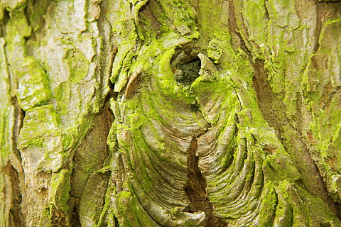 schors, laag, boom, kurk, dode plant, het beste, schors blaffen, mos, groen, bruin, oog, boomstam, romp, fabriek, groei, volledig kader, achtergronden, getextureerde, detailopname, geen mensen, dag, groene kleur, natuur, hout - materiaal, Bos, ruw, plantenschors, buitenshuis, hout, boomring, 4K, CC0, publiek domein, royaltyvrij