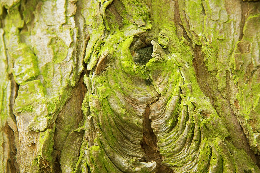 escorça, capa, arbre, suro, planta morta, el millor, vessar l'escorça, molsa, verd, marró, ull, tronc de l'arbre, tronc, planta, creixement, marc complet, fons, textura, primer pla, cap gent, dia, color verd, naturalesa, material de fusta, bosc, aspre, escorça de la planta, a l'aire lliure, fusta, anell d’arbre, 4K