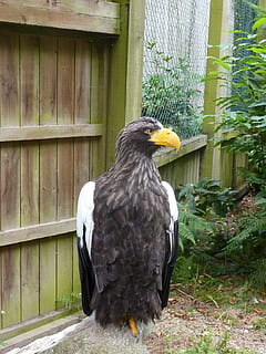 Ørn, raptor, ett dyr, dyr, dyre temaer, fugl, virveldyr, dyreliv, dyr i naturen, dag, rovfugl, ingen folk, perching, ser, nebb, anlegg, natur, utendørs, eagle - bird, ser bort, nærbilde, 2K, CC0, offentlig domene, opphavsrett gratis