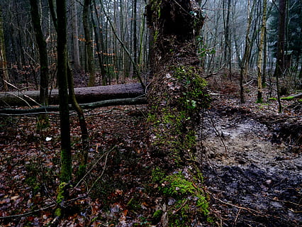 arbre, arrel, endavant, bolcada, bosc, vent, fulles, tronc de l'arbre, naturalesa, a l'aire lliure, escenics, bellesa a la natura, dia, cap gent, terra, planta, tronc, tranquil·litat, creixement, escena tranquil·la, escena no urbana, escenics - natura, medi ambient, idíl·lic, paisatge, 4K, CC0, domini públic, lliure de regalies