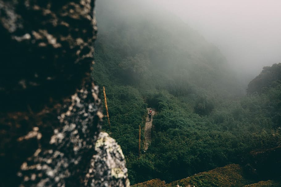 persona, in piedi, alberi, nebbia sulla montagna, viaggiatore, escursionista, amazon, sentiero, albero, nebbia, pianta, scenics - natura, montagna, la tranquillità, natura, bellezza nella natura, terra, ambiente, foresta, scena tranquilla, giorno, nessuno, paesaggio, all'aperto, scena non urbana, fogliame lussureggiante, crescita, foresta pluviale, 1080P