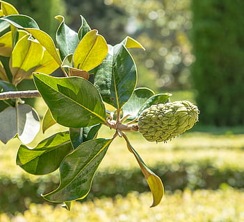 jagoda, owoc, krzew, drzewo, ogród, parter, Zielony, Tapeta, Ananas, Natura, liść, jedzenie, roślina, Oddział, świeżość, część rośliny, wzrost, zielony kolor, zbliżenie, skupić się na pierwszym planie, dzień, żadnych ludzi, piękno natury, żółty, na dworze, kruchość, kwiat, światło słoneczne, wrażliwość, łodyga rośliny, odchodzi, motyl - owad, 4K, CC0, domena publiczna, darmowe zdjęcia