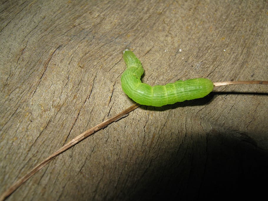 eruga, insecte, error, jardí, larva, cuc, plaga, criatura, metamorfosi, vida salvatge, papilio, pupa, ecologia, monarca, arna, biologia, començar, color verd, naturalesa, primer pla, vegetals, material de fusta, frescor, macro, un animal, rèptil, fauna animal, temes d'animals, animals a la natura, animal, cap gent, llangardaix, vertebrats, vista d’angle alt, dia, a l'aire lliure, taula, fusta, gecko, sol objecte, 2K