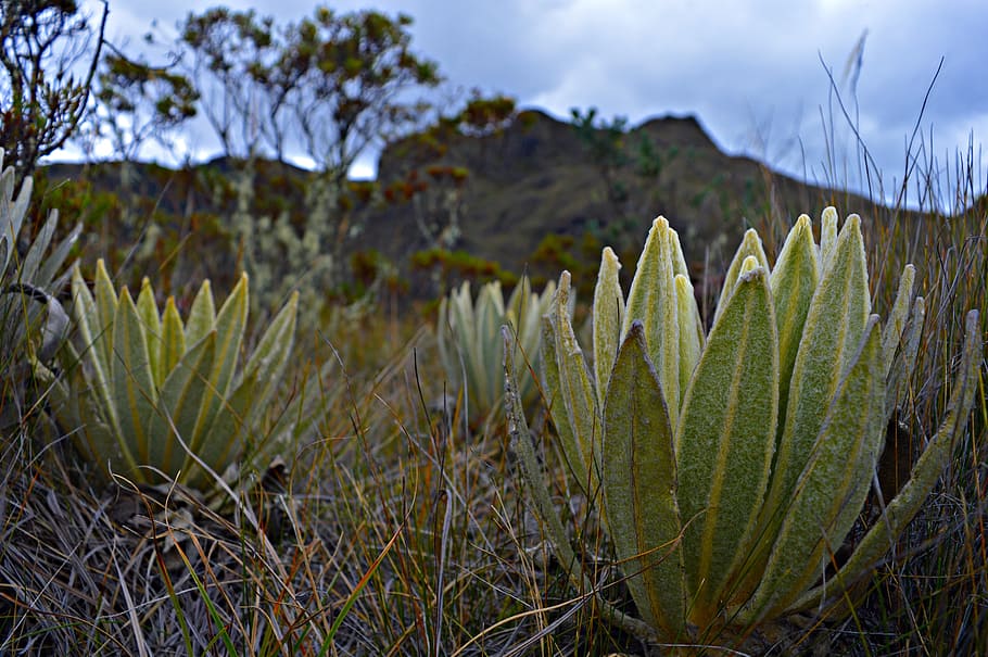 paramo, frailejon, Studený, rostlina, růst, Příroda, nikdo, nebe, zaměřit se na popředí, přistát, krása v přírodě, tráva, zelená barva, detail, mrak - nebe, pole, den, klid, sukulentní rostlina, venku, kaktus, životní prostředí, hora, jehličnatého stromu, 5K