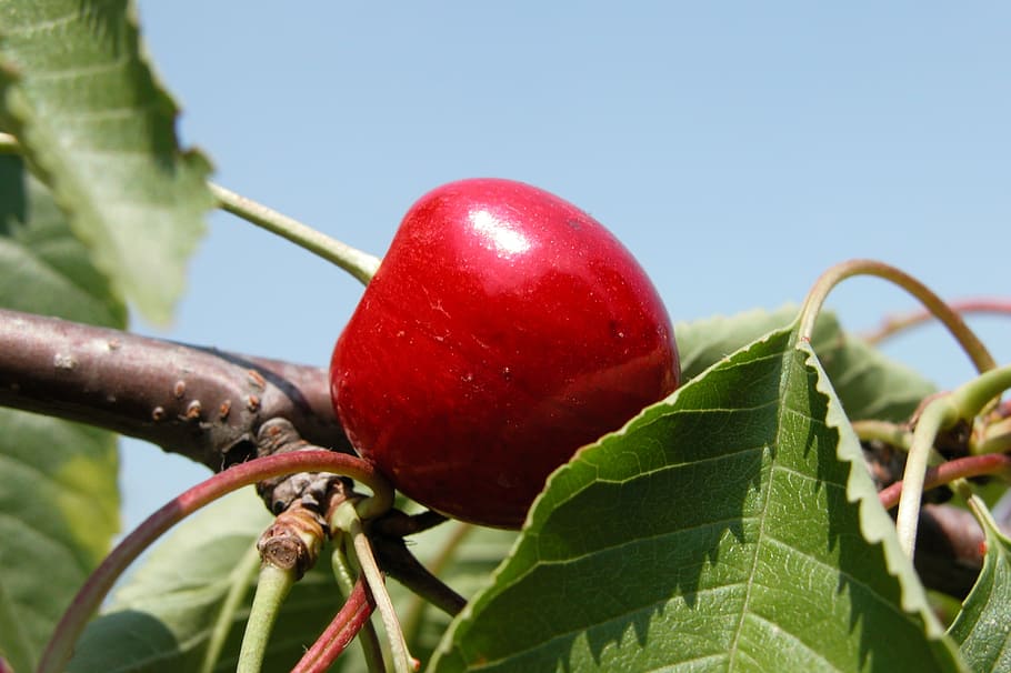 vyšnia, vaisiai, sodas, vyšnios, lapai, vasara, vitamino C, Iš arti, maisto, pobūdį, augalų, raudona, Maistas ir gėrimai, augimą, šviežumas, augalų dalis, sveika mityba, nėra žmonių, žalia spalva, augalų stiebas, sutelkti dėmesį į naujas žinias, dieną, lauke, gerovę, subrendęs, 2K