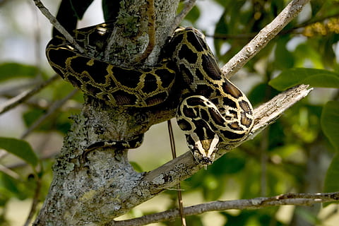 brown, ball python, branch, Burmese Python, Python, Snake, Reptile, Nature, snake, wildlife, tree, tropical, exotic, looking, animal, animals And Pets, animals In The Wild, animal wildlife, one animal, plant, focus on foreground, close-up, animal themes, no people, day, insect, invertebrate, outdoors, beauty in nature, growth, tree trunk, trunk, 2K, CC0, public domain, royalty free