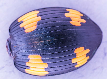 bille shell, bille, tæt, eksotisk, tæt på, ingen mennesker, selektiv fokusering, blå, indendørs, lilla, form, stilleben, mønster, natur, multi farvet, gul, enkelt objekt, Kunst og håndværk, baggrunde, studio skud, kreativitet, cirkel, makro, 4K, CC0, offentligt domæne, royaltyfrie