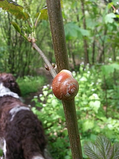 shell, snail, animals, snail shells, nature, tree, plant, growth, focus on foreground, land, no people, day, forest, gastropod, tree trunk, green color, trunk, mollusk, close-up, beauty in nature, animal wildlife, food, outdoors, 2K, CC0, public domain, royalty free