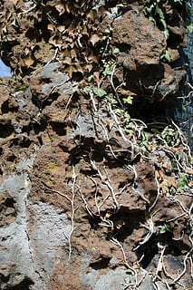 Stein, Moos, Textur, alt, Rock, Mineralien, bewachsen, trocken, Blatt, Pflanzenteil, Natur, Tag, keine Leute, Land, Pflanze, Blätter, Feld, High Angle View, Schönheit in der Natur, Nahansicht, Herbst, draußen, Wachstum, Ruhe, Veränderung, fallen, getrocknet, 4K, CC0, gemeinfrei, lizenzfrei