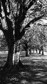 castagno, alberi, modo, strada, sentiero, Castagna, alberi, albero, parco, bianco e nero, natura, all'aperto, parco - spazio creato dall'uomo, paesaggio, ramo, tronco d'albero, Paesaggi, crescita, pianta, tronco, giorno, nessuno, bellezza nella natura, la tranquillità, terra, luce del sole, scena tranquilla, ombra, ambiente, campo, treelined, 2K, CC0, dominio pubblico, privo di copyright