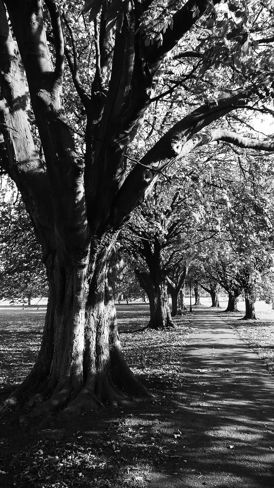 castagno, alberi, modo, strada, sentiero, Castagna, alberi, albero, parco, bianco e nero, natura, all'aperto, parco - spazio creato dall'uomo, paesaggio, ramo, tronco d'albero, Paesaggi, crescita, pianta, tronco, giorno, nessuno, bellezza nella natura, la tranquillità, terra, luce del sole, scena tranquilla, ombra, ambiente, campo, treelined, 2K