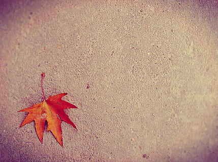 foto, secco, foglia di acero, terra, acero, foglia, autunno, modificare, colore arancione, rosso, natura, giorno, bellezza nella natura, parte vegetale, nessuno, avvicinamento, vista dall'alto, asciutto, all'aperto, fragilità, strutturato, vulnerabilità, le foglie, condizione naturale, arancia, 1080P, CC0, dominio pubblico, privo di copyright