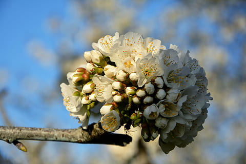 ciliegia, fiore, rametto, primavera, natura, fiori di primavera, giardino, macro, vicino, pianta, tacchino, macro chichewa, germoglio, colpi di dettaglio, sfondo, bellissimo, chichewa primavera, bianca, cielo, incidentalmente primavera, fiori bianchi, ramo di ciliegio, pianta fiorita, crescita, fragilità, freschezza, vulnerabilità, bellezza nella natura, concentrarsi sulle conoscenze acquisite, avvicinamento, albero, giorno, ramo, Colore bianco, infiorescenza, nessuno, testa di fiore, fiorire, all'aperto, polline, fiore di ciliegio, un mazzo di fiori, 5K, CC0, dominio pubblico, privo di copyright