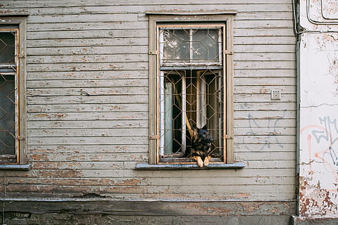 finestra, cane, animali, vecchio, Casa, esterno dell'edificio, architettura ed edifici, legno - materiale, porta, architettura, vecchio stile, nessuno, struttura costruita, all'aperto, domestico, giorno, animale, mammifero, temi animali, animali domestici, costruzione, caratteristica della parete, vertebrato, un animale, gatto domestico, gatto, chiuso, felino, 5K, CC0, dominio pubblico, privo di copyright