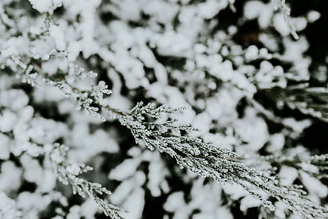 snedækket, træer, nærbilleder, tæt på, blade, træ, fyrretræ, Kvist, afdeling, frost, vinter, kold, sne, natur, koldtemperatur, is, Frosset, vejr, sæson, udendørs, baggrunde, abstrakt, hvid, makro, iskrystal, ingen mennesker, dag, dyre temaer, kold temperatur, fokus på forgrunden, skønhed i naturen, plante, vækst, selektiv fokusering, skrøbelighed, ro, plante del, 5K
