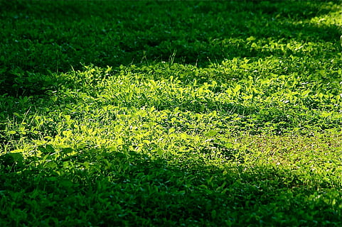 Leaves, Green, Green, Vegetable, Tree, Grass, leaves, green, vegetable, backwards, texture, freedom, harmony, adventure, nature, challenge, green color, plant, field, land, growth, selective focus, beauty in nature, day, no people, tranquility, sunlight, outdoors, foliage, full frame, lawn, lush foliage, backgrounds, 2K, CC0, public domain, royalty free