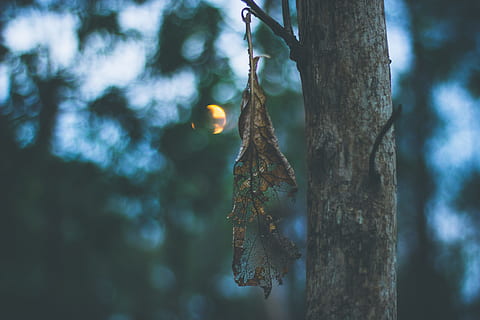 secco, le foglie, fotografia di close-up albero, superficiale, fotografia a fuoco, Marrone, foglia, impiccato, albero, giorno, avvicinamento, foto, tramonto, ramoscello, natura, foresta, ramo, bosco, all'aperto, stagione, autunno, bellezza nella natura, tronco d'albero, nessuno, concentrarsi sulle conoscenze acquisite, pianta, tronco, sospeso, la tranquillità, crescita, messa a fuoco selettiva, terra, luce del sole, parte vegetale, lichene, 5K, CC0, dominio pubblico, privo di copyright