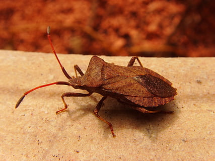 Blattwanze, Insekt, Wiese, Tier, Fehler, Käfer, Insektenfoto, Natur, ein Tier, Tierthemen, keine Leute, Tiere in freier Wildbahn, Nahansicht, Tierwelt, wirbellos, Fokus auf den Vordergrund, Tag, draußen, Tierkörperteil, in voller Länge, Blatt, Pflanzenteil, braun, Zoologie, Tierantenne, 2K, CC0, gemeinfrei, lizenzfrei