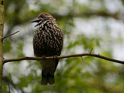 Tier, Vogel, Nussknacker, singen, Feder, Tiere in freier Wildbahn, Wirbeltier, Tierwelt, Tierthemen, ein Tier, hocken, Baum, Ast, Fokus auf den Vordergrund, Pflanze, keine Leute, Tag, Natur, draußen, Nahansicht, in voller Länge, Flachwinkelansicht, Schönheit in der Natur, Adler, 4K, CC0, gemeinfrei, lizenzfrei