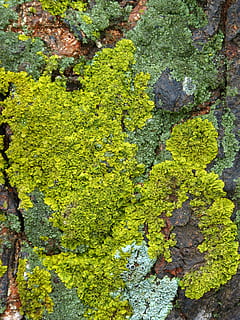 korstmos, korstmossen, achtergrond, structuur, groene kleur, volledig kader, achtergronden, mos, geen mensen, groei, getextureerde, dag, fabriek, detailopname, geel, verweerde, natuur, buitenshuis, boom, ruw, schoonheid in de natuur, oud, rots, 4K, CC0, publiek domein, royaltyvrij