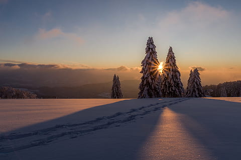 snowcapped pine trees, mountain, taken, sunset, winter, snow, wintry, cold, white, light, frozen, branches, crystal, snow-covered, mood, snow tracks, snow landscape, landscape, cold temperature, sky, tranquil scene, tree, tranquility, plant, environment, nature, scenics - nature, beauty in nature, cloud - sky, land, non-urban scene, no people, ice, coniferous tree, snowcapped mountain, frozen water, 2K, CC0, public domain, royalty free
