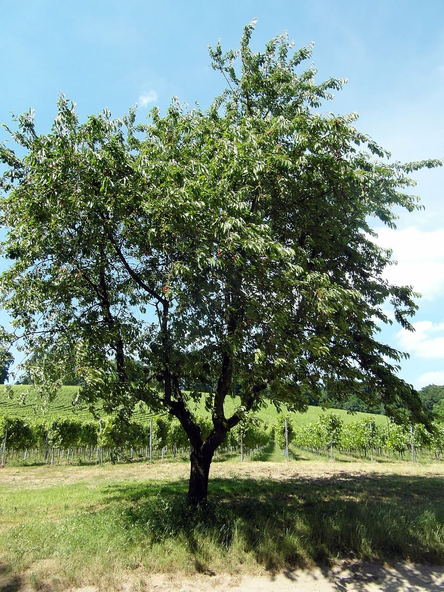 odenwald, cirera, fruita, arbre fruiter, vi, estiu, senderisme, arbre, planta, creixement, camp, color verd, naturalesa, bellesa a la natura, cel, terra, tranquil·litat, escena tranquil·la, dia, cap gent, medi ambient, herba, llum solar, a l'aire lliure, paisatge, escenics - natura, tronc, 4K