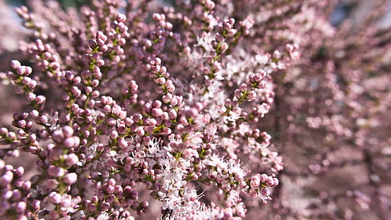 pink, tiny, flowers, tree, spring, bloom, macro, flower, flowering plant, plant, growth, beauty in nature, freshness, close-up, fragility, vulnerability, selective focus, nature, purple, no people, blossom, springtime, backgrounds, day, pink color, petal, inflorescence, outdoors, lavender, flower head, softness, 2K, CC0, public domain, royalty free