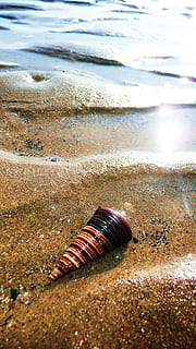 seashell, sea, shell, beach, sand, ocean, wet, water, tropical, island, holiday, tourism, paradise, resort, relax, relaxation, coast, sunshine, sunlight, idyllic, caribbean, seashore, wave, seascape, land, animal wildlife, animal, nature, no people, beauty in nature, day, animal themes, animals in the wild, outdoors, close-up, motion, one animal, animal shell, 2K, CC0, public domain, royalty free
