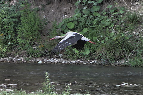 seng, flod, stork, vand, hvid, fugle, fugl, dyr i naturen, dyre temaer, dyreliv, dyr, hvirveldyr, et dyr, spredte vinger, flyvende, hejre, træ, plante, sø, havnefronten, gråhjerne, Midt i luften, natur, dag, ingen mennesker, udendørs, 4K, CC0, offentligt domæne, royaltyfrie