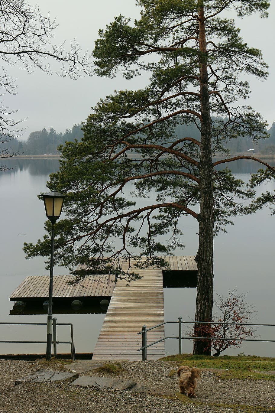 llac, aigües, arbre, pi, web, passeig marítim, llanterna, humor, animal, gos, corrent, expectativa, descans, silenciós, tranquil, idil·li, banc, planta, naturalesa, estructura construïda, arquitectura, dia, creixement, terra, a l'aire lliure, bellesa a la natura, cap gent, cel, exterior de l'edifici, aigua, camp, tranquil·litat, edifici, escena tranquil·la, 4K