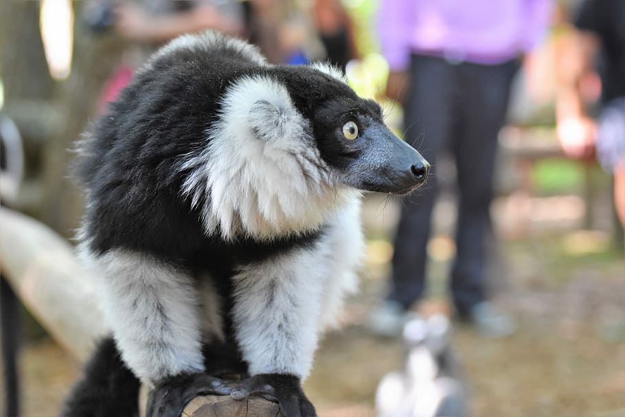 zoo, lemur, zaměřit se na popředí, savec, náhodné osoby, jednoho zvířete, hledá, den, obratlovců, koukal, detail, stojící, venku, domácí zvířata, boční pohled, zvířat, lidé, domácí, bílá barva, Příroda, 5K