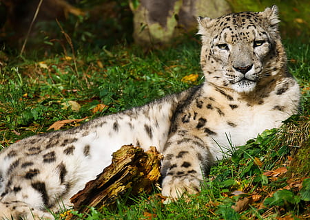 leopard, green, leaves, animals, cat, snow leopard, predator, fur, feline, animal, animal themes, big cat, mammal, animal wildlife, one animal, animals in the wild, carnivora, nature, no people, relaxation, grass, plant, land, field, vertebrate, portrait, day, outdoors, cheetah, whisker, white tiger, 4K, CC0, public domain, royalty free