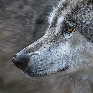 lupo grigio, lupo, avvicinamento, volare, predatore, animale, selvaggio, un animale, temi animali, mammifero, animali domestici, domestico, canino, cane, parte del corpo animale, guardando lontano, vertebrato, analizzare, cercare, guardare, nessuno, testa di animale, concentrarsi sulle conoscenze acquisite, vista laterale, giorno, all'aperto, vista profilo, occhio animale, grugno, 2K, CC0, dominio pubblico, privo di copyright