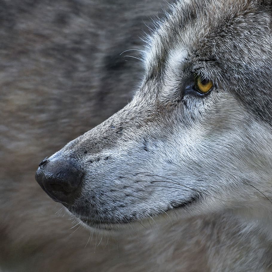 lupo grigio, lupo, avvicinamento, volare, predatore, animale, selvaggio, un animale, temi animali, mammifero, animali domestici, domestico, canino, cane, parte del corpo animale, guardando lontano, vertebrato, analizzare, cercare, guardare, nessuno, testa di animale, concentrarsi sulle conoscenze acquisite, vista laterale, giorno, all'aperto, vista profilo, occhio animale, grugno, 2K
